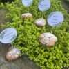 Cedulky do sweet baru -eucalyptus